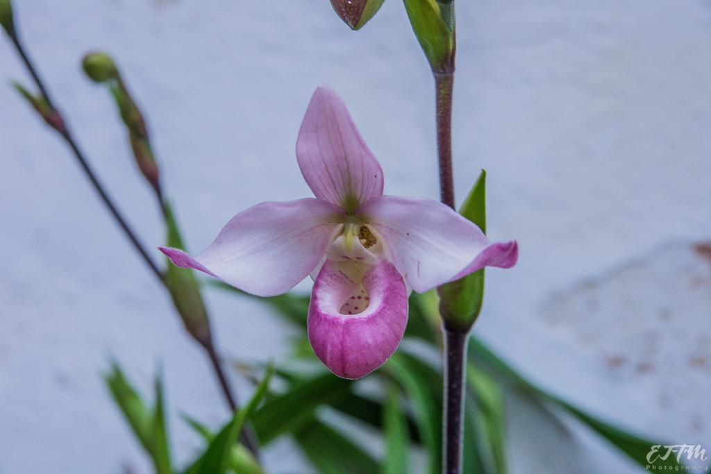 Vitorina Corte Guesthouse Funchal  Eksteriør billede